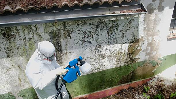 Top rated local Basement Mold Removal specialists in Christiana, TN